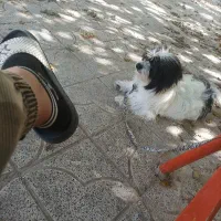 سگ گمشده|حیوانات|گیلان غرب, |دیوار