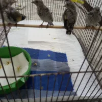 سهره|پرنده|رشت, دیانتی|دیوار