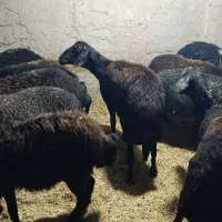 تعدادی میش هترو و قوچ همو