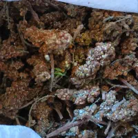 سماق اعلا خوشه،دان،پودر.هسته