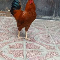 خروس