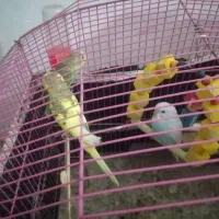 مرغ عشق قشنگ وسالم