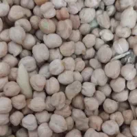 نخود