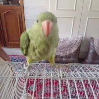 پرنده طوطی ملنگو