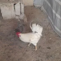 حیوانات مزرعه گلین