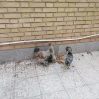 فروش خروس ابریشمی