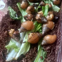 حلزون|خزنده|کرمان, |دیوار