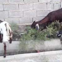 بز افغانی