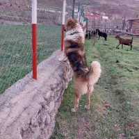 سگ نگهبان و گله‌ای