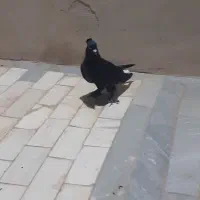 مجسمهکبوتر