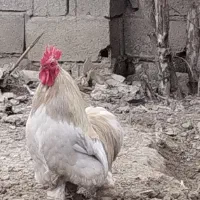 خروس|حیوانات مزرعه|بهنمیر, |دیوار