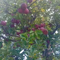 بع تعداد کارگر ساده واسه چیدن سیب درختی