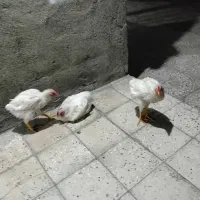 سه عدد مرغ