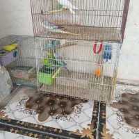 مرغ عشق مولدوجوان دونی دویست باجفت عروس پاریس