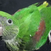 جوجه سرلاکی شاه طوطی