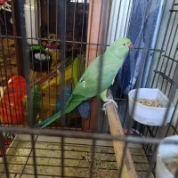 طوطی ماده آماده جفت گیری