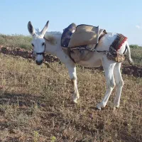 الاغ نر