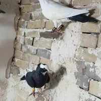 چهارتا کرمانی