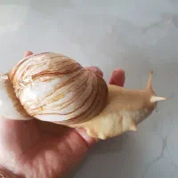 حلزون کلکسیونی