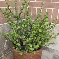 گلدان بنسای کراسولا سرحال وتازه وشاداب