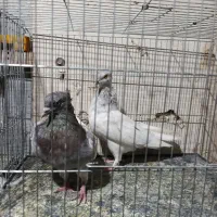 پرنده