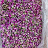 غنچه گل محمدی