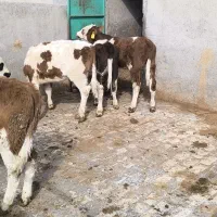 گوساله سمینتال نر و ماده