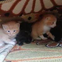 واگذاری بچه گربه رایگان