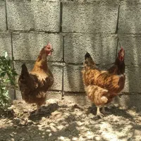 مرغ و خروس