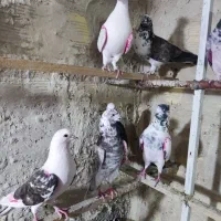 25 عدد کفتر یا کبوتر