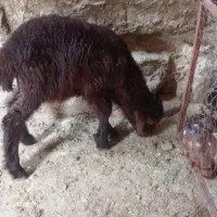 بره نر.بز .میش .بره علفخوار