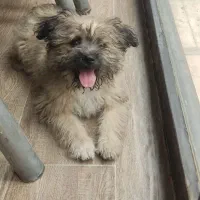 سگ پاکوتا نژاد دار خونگی