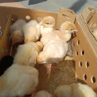 بوقلمون بیوتی 6