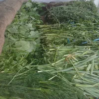 سبزی تازه ،خشکبار خراسان