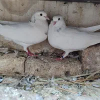 کفترپرشی