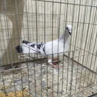 شامی کاکلی کفتر پرش