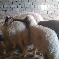 بره پای پروار‌  . وزن پایین.