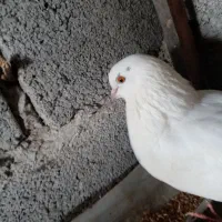 فروش 2 جفت کبوتر