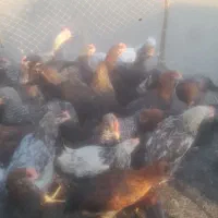 جوجه کبابی محلی