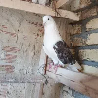 کبوتر تضمینی