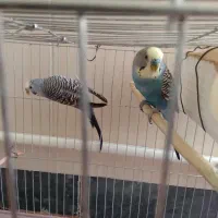 دو جفت کبوتر طوقی با یه جفت مرغ عشق
