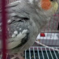 عروس هلندی