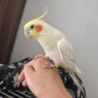 عروس هلندی