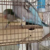 یه جفت راهب