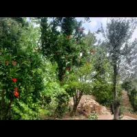 باغچه|فروش خانه و ویلا|پیشوا, |دیوار