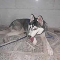 سگ هاسکی