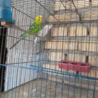 فروش یک جفت مرغ عشق