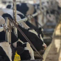 گوساله نر سری A واکسینه شده کامل مناسب پروار