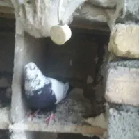 یک جفت دم سیاه نروماده