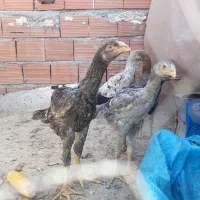 جوجه لاری پاکستانی